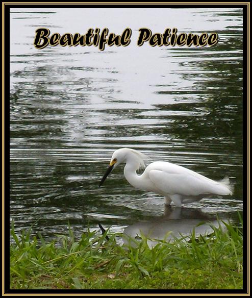 Beautiful Patience